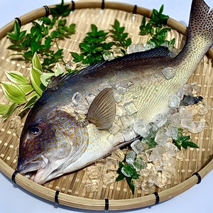 【本日発送】送料無料！血合いが綺麗な白身魚「コロダイ」（2.5kg）　