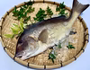 【本日発送】送料無料！血合いが綺麗な白身魚「コロダイ」（2.5kg）　
