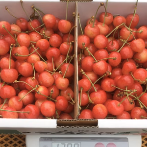 【訳あり】数量限定‼︎コスパ抜群‼︎1kg‼︎お買い得‼︎東根産佐藤錦