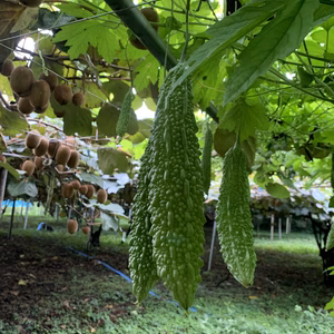 【6周年福袋】香りが違う！キウイ畑のゴーヤーたち♡ 200g増量（農カード付き）