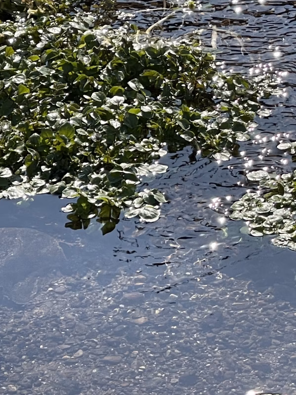 湧水で育った美味しいクレソン