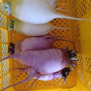 お得！訳あり大根☆白3&紫2⇒合計5本!～農薬/化学肥料・不使用