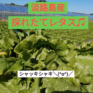 レタス！レタス！レタス！+αお野菜♡
