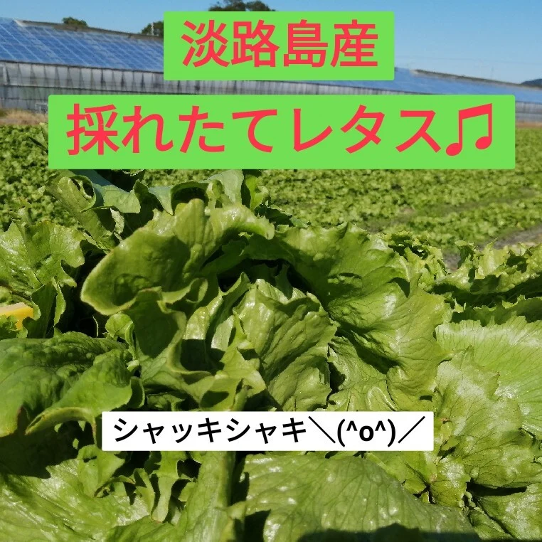 レタス！レタス！レタス！+αお野菜♡
