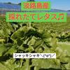 レタス！レタス！レタス！+αお野菜♡