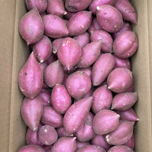 今季ラスト！【一口サイズ】熟成シルクスイート　丸型　2Sサイズ