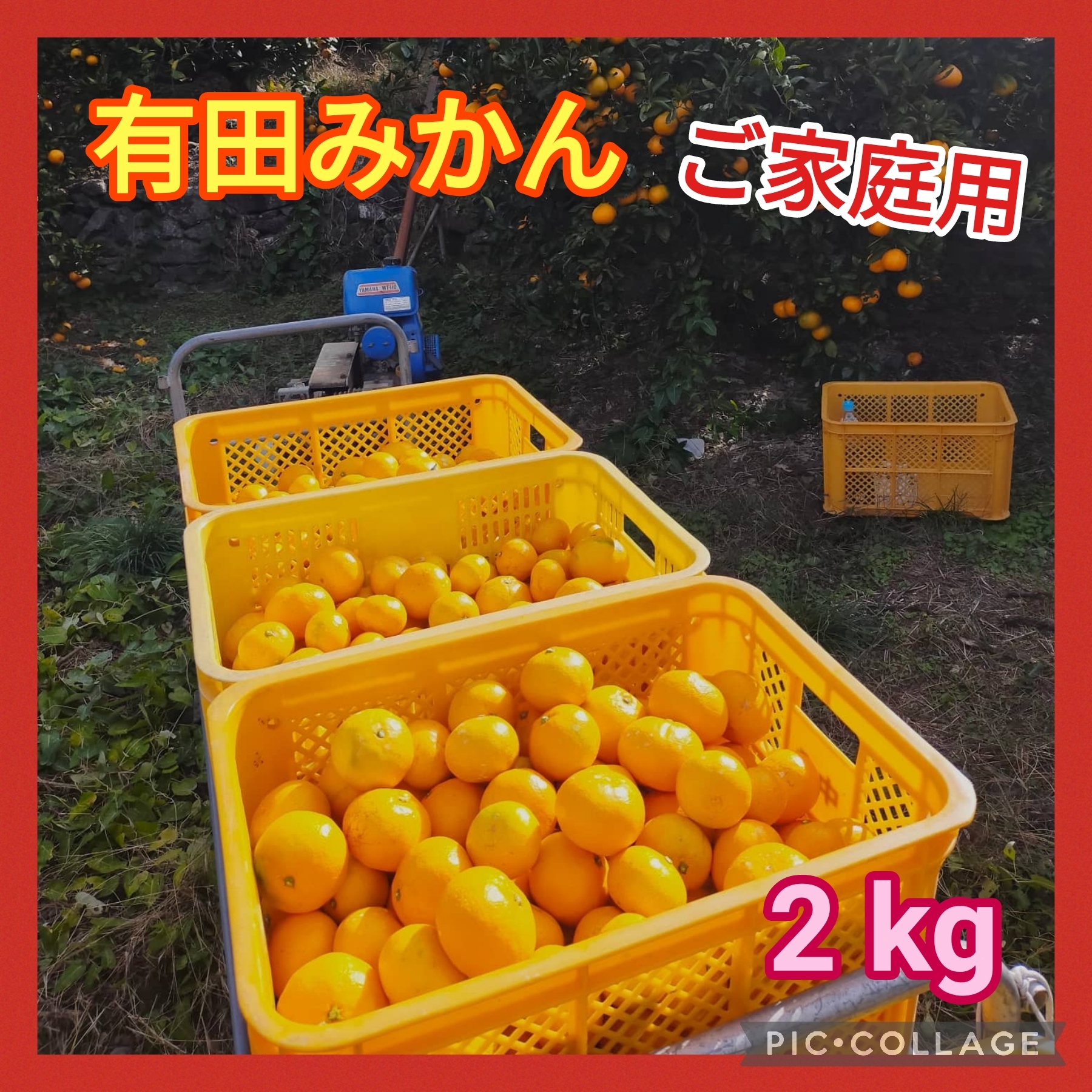 １着でも送料無料】 送料無料 甘いミカン 和歌山県産 産地直送 （箱込