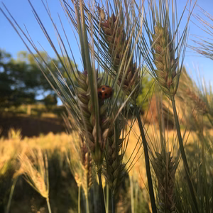 希少　高冷地栽培　小麦粉　農薬化学肥料不使用　中強力粉