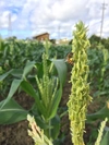 ⭐️1月頃収穫　数量限定　沖縄県産 トウモロコシ