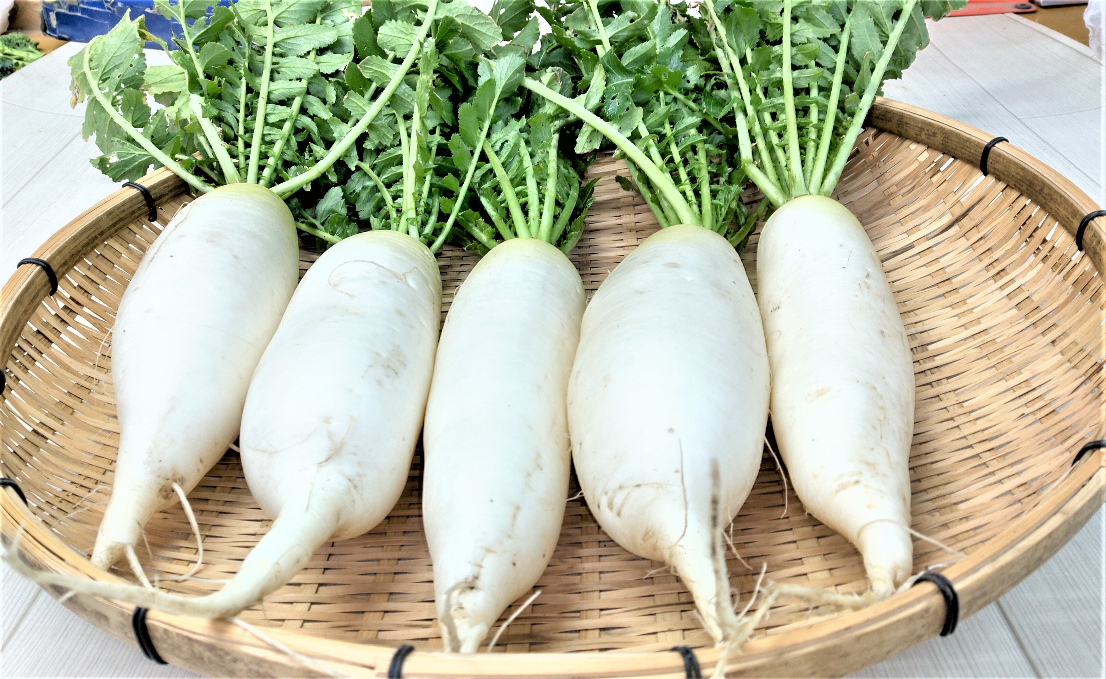 紅芯大根 箱込み2kg 千葉県産 化学農薬不使用 - 野菜