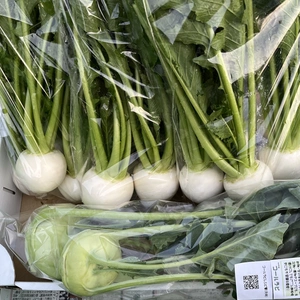 春の根菜❕❕かぶ3袋+コールラビ