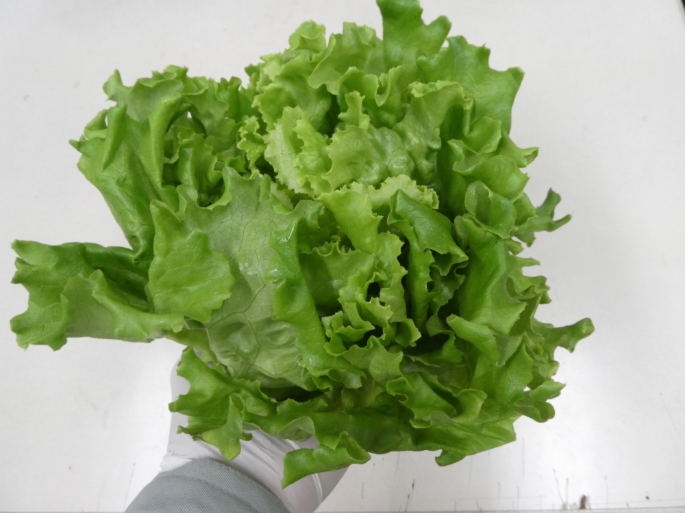 ケール カリーノケール 450g 栽培期間中農薬不使用 - 野菜