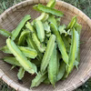 【無農薬・無肥料】サクサク四角豆（シカクマメ、うりずん豆）