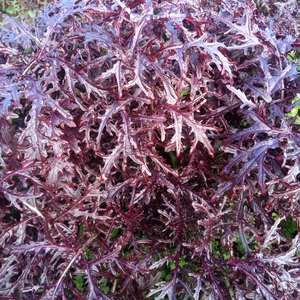 農薬化学肥料不使用の赤リアスからしな