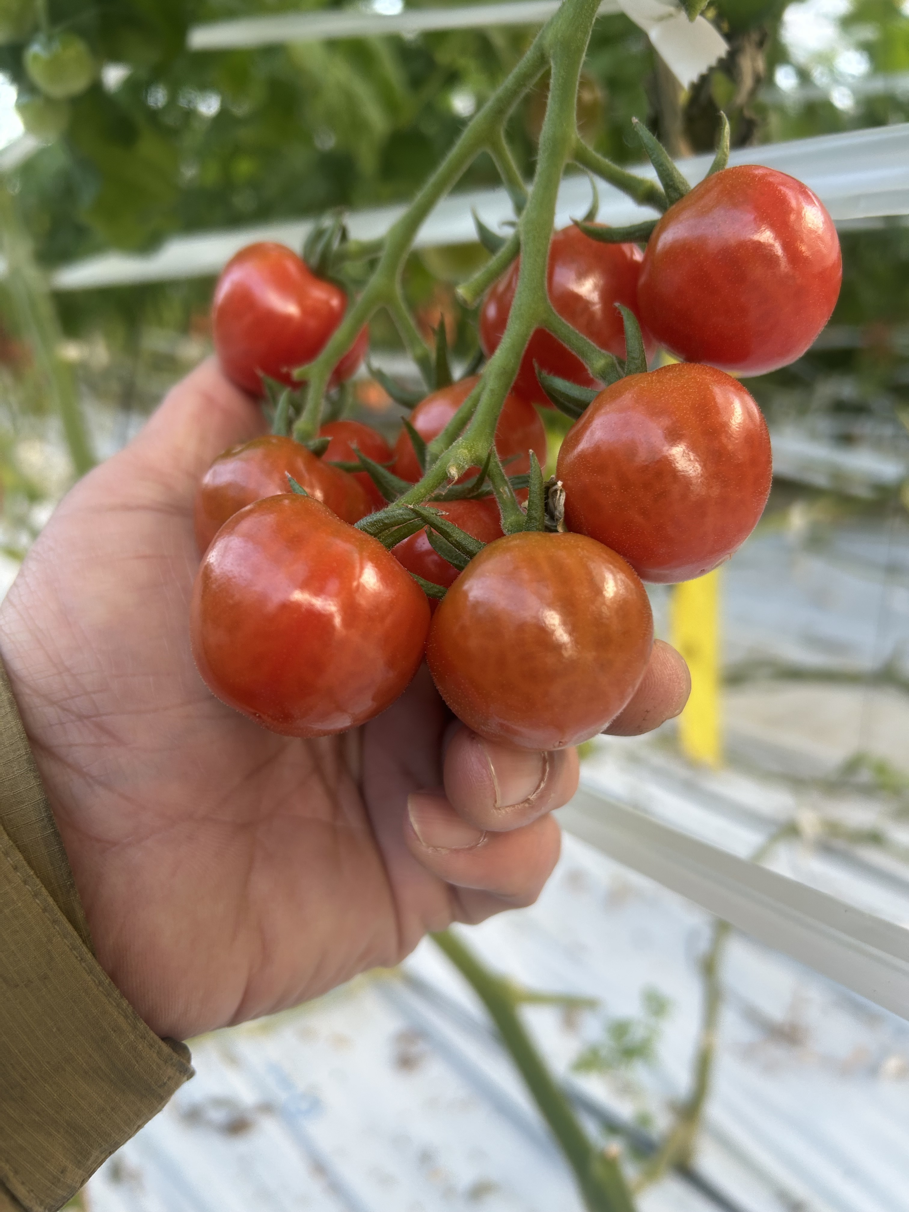 お待たせしました。プチぷよミニトマト！｜トマトの商品詳細｜ポケット