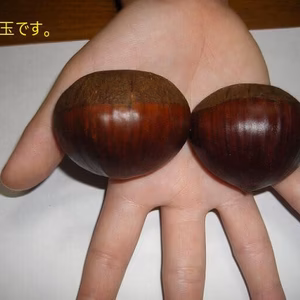 信州　小布施栗　2L玉1キロ~銀寄/つくば等（中生品種）