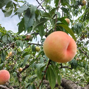 農薬不使用の桃/川中島3キロ（特別栽培/農薬不使用：化学肥料不使用）