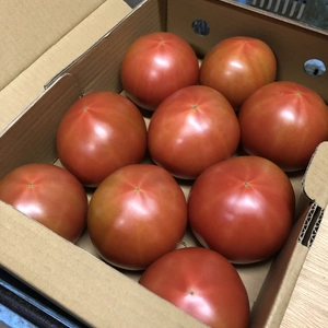 【お試し価格】元気のおすそわけ♪トマト