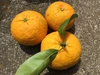 【ジュース500mlプレゼント】無農薬ニューサマーオレンジ1キロ＆無農薬 甘夏1