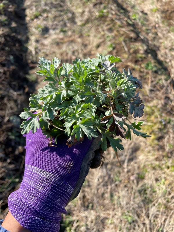 4月から順次出荷】 天然山菜の苗 よもぎのポット苗 6本｜花・観葉植物