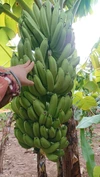 【農薬・化学肥料】幻の品種 国産バナナプチサイズ800g【栽培期間中不使用】