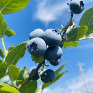 初夏の味わい！！朝摘みブルーベリー！！約1キロ