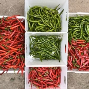 げきから唐辛子セット　見切り処分セール