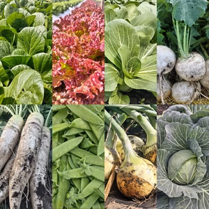 朝採り！無農薬無化学肥料　信州伊那谷★旬の野菜セット