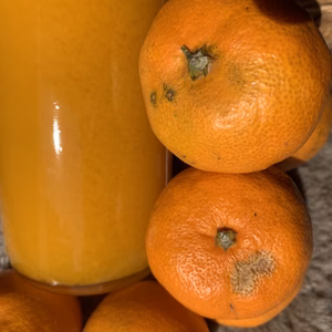 ジュース用 早生みかん 正味4キロ ❣️レモン1つオマケ