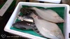 匠の活〆！！ヒラメ入り魚詰め合わせセット