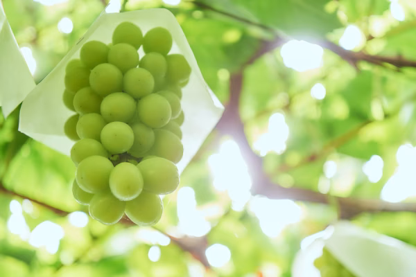 まほろばの里、高畠が誇る『シャインマスカット』約２キロ箱（３～４房）