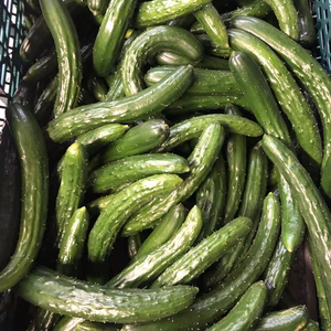 採れたてキュウリ　胡瓜　漬物やサラダに　夏野菜　キムチ　大量に使いたい方