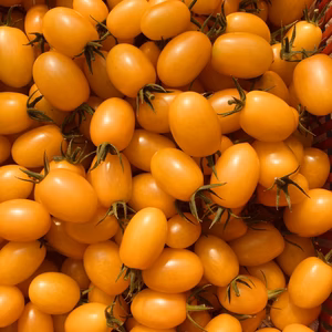 採れたて！完熟イエローアイコ