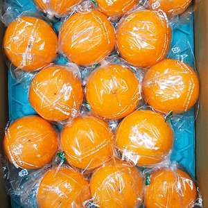 柑橘の女王　せとか　贈答用　１5玉　