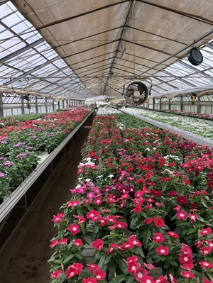 長谷部園芸 長谷部功来さんへのみんなの投稿 農家漁師から産地直送の通販 ポケットマルシェ