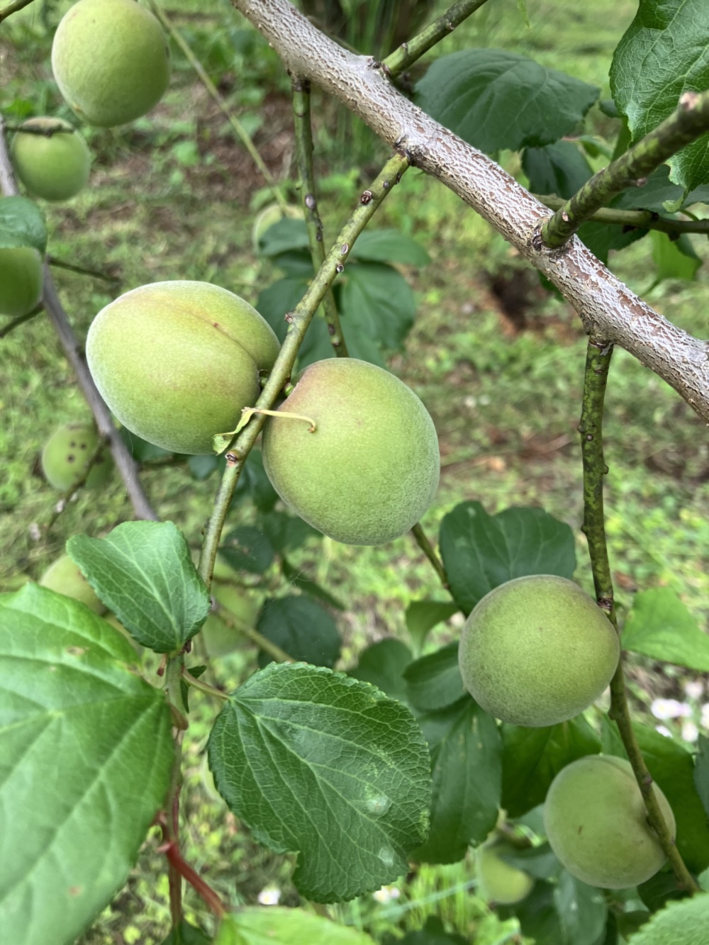 匿名発送】幻の谷沢梅 山形県産 産地直送 朝採り新鮮 無農薬栽培