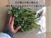 [送料無料] 温室育ちの嬢品コリアンダー