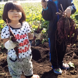 関根弥威 | 南永井有機農園