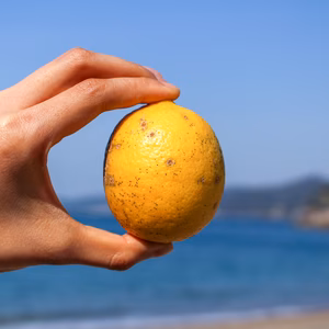 ［訳あり］低農薬レモン！皮まで安心してご使用いただけます（大小混合）