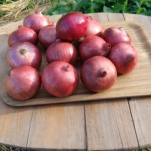 紫タマネギ4Kg、1個130ｇ以下の小ぶりなものです。農薬、化学肥料不使用、