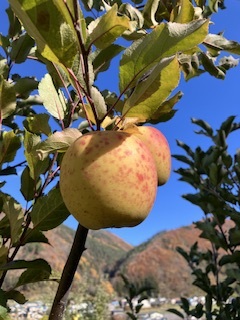 福袋2026】岩手オリジナル2品種入り！冬のりんご食べ比べセット