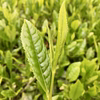 【新茶ができました】茶農家の手づくり茶　ほうじ茶【一番茶】