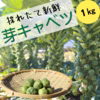【この時期 限定！】野菜の女王様『芽キャベツ』1㎏