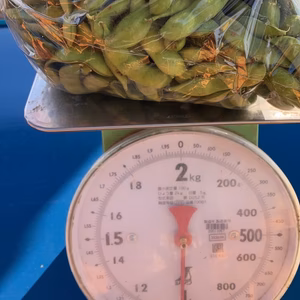 BM栽培枝豆訳アリ　1キロ　！　 もったいないから協力お願いします。