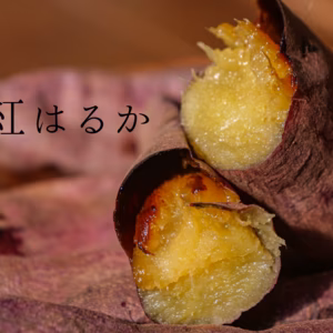 送料一律‼︎ 追熟紅はるか さつまいも 栽培期間中農薬不使用 宮崎県産