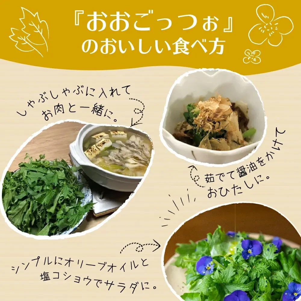 飛騨高山野菜『おおごっつぉ』マイクロ青シソ