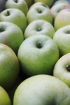 王林　昔ながらの甘い青りんごの代表【スタンダード品】