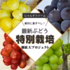 再販【特別栽培】バイオレットキングをお届け♡山形県産ぶどう