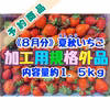 【予約３】8月分・夏秋いちご規格外品　内容量約１．５キロ【数量限定】