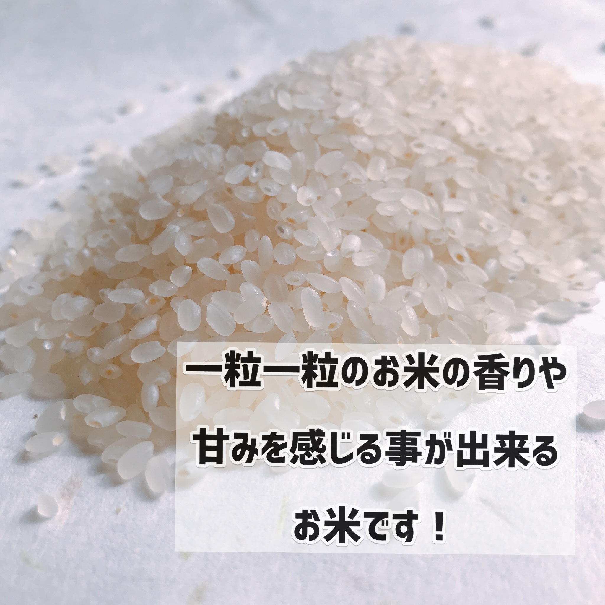 定期便 極みのササニシキ 各種 令和5年産｜米・穀類の商品詳細